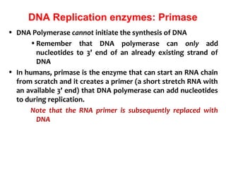 DNA Replication enzymes: Primase
• DNA Polymerase cannot initiate the synthesis of DNA
•Remember that DNA polymerase can only add
nucleotides to 3’ end of an already existing strand of
DNA
• In humans, primase is the enzyme that can start an RNA chain
from scratch and it creates a primer (a short stretch RNA with
an available 3’ end) that DNA polymerase can add nucleotides
to during replication.
Note that the RNA primer is subsequently replaced with
DNA
 