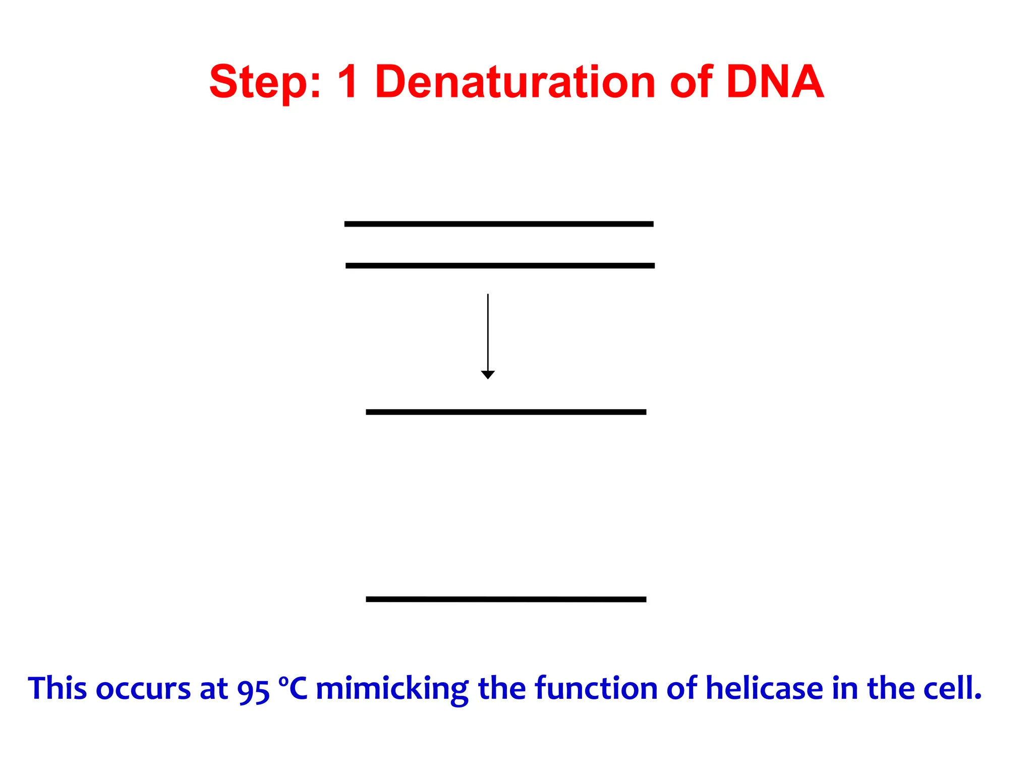 Step: 1 Denaturation of DNA
This occurs at 95 ºC mimicking the function of helicase in the cell.
 