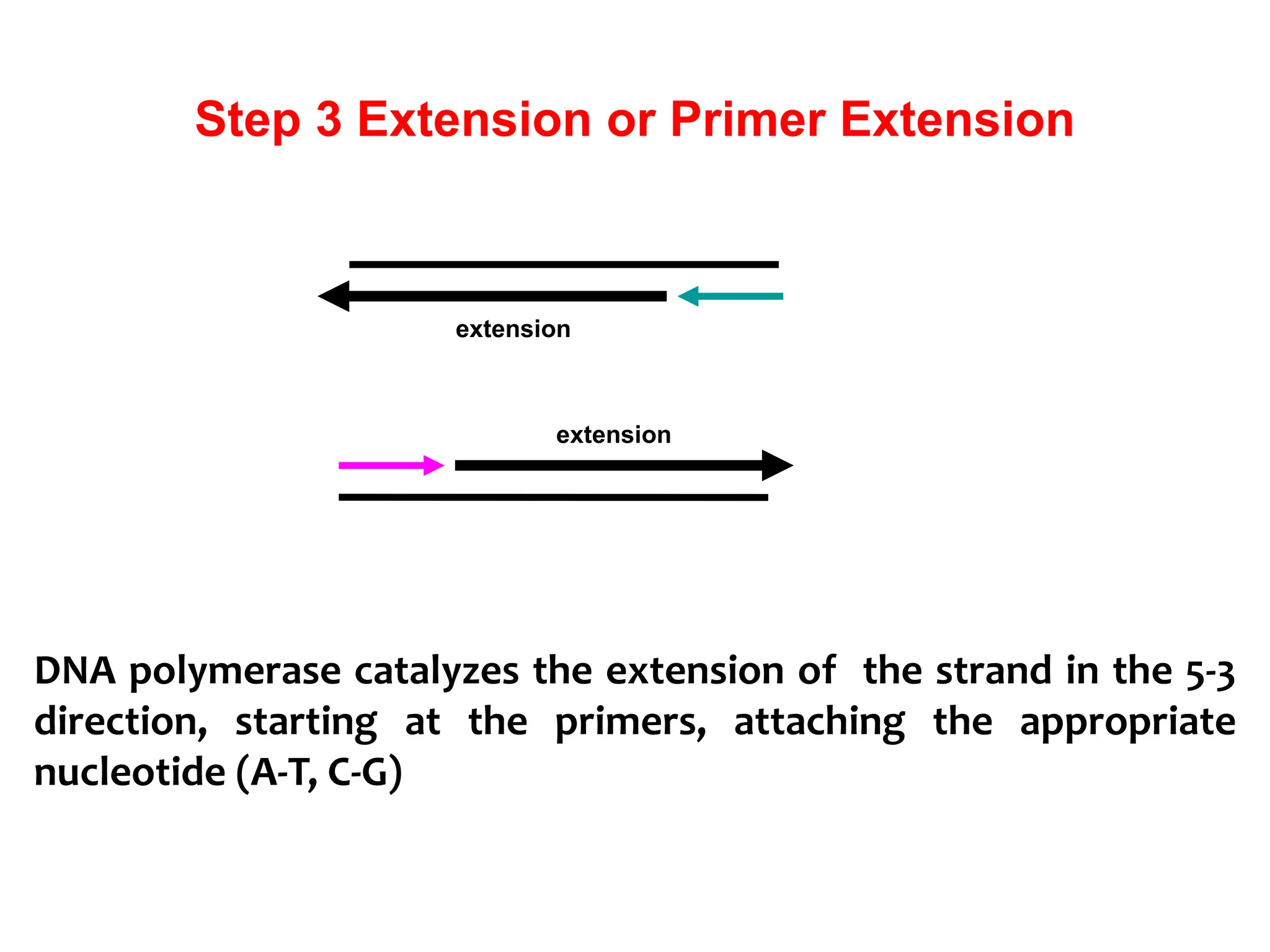 Step 3 Extension or Primer Extension
DNA polymerase catalyzes the extension of the strand in the 5-3
direction, starting at the primers, attaching the appropriate
nucleotide (A-T, C-G)
extension
extension
 