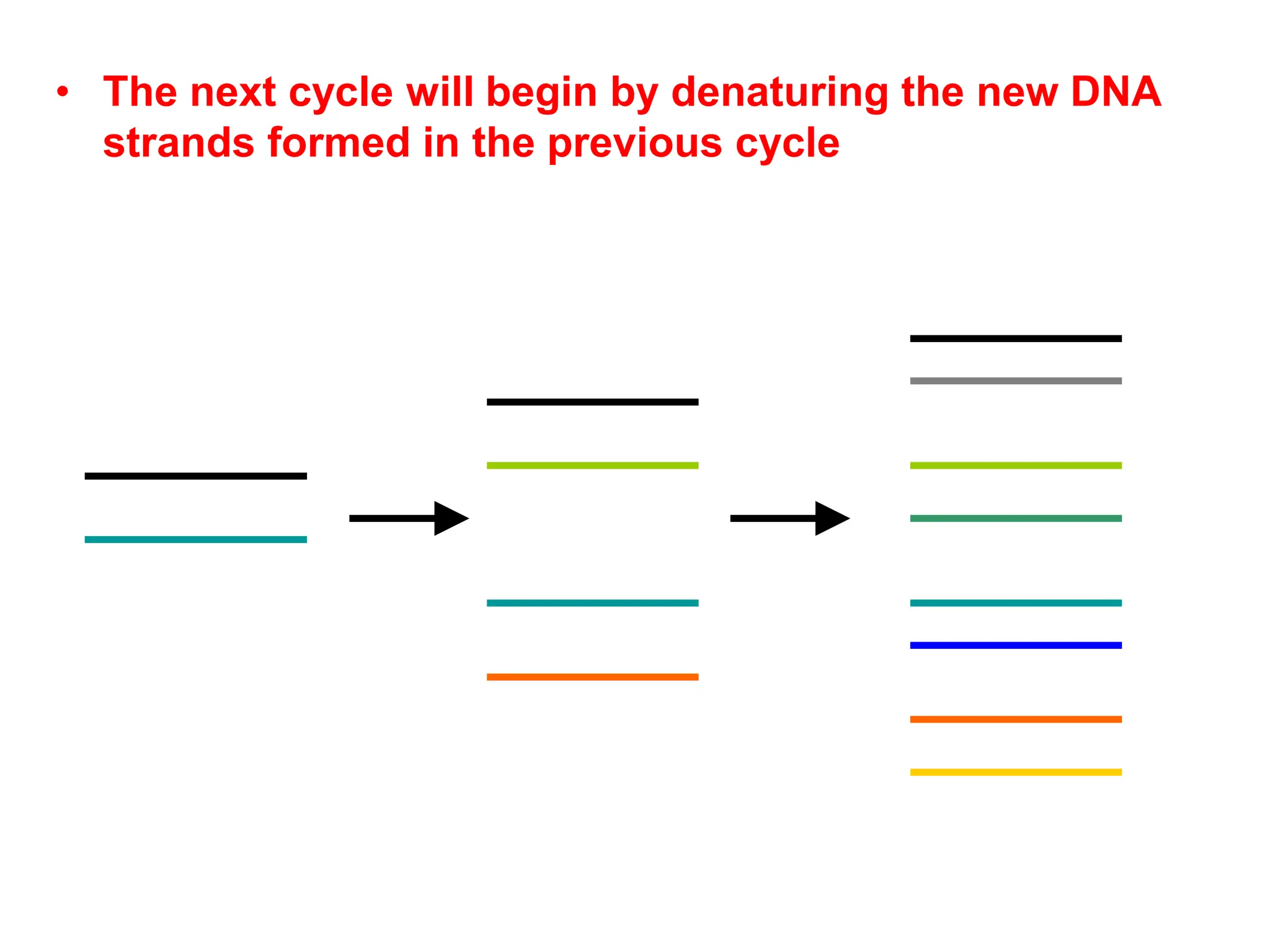 • The next cycle will begin by denaturing the new DNA
strands formed in the previous cycle
 