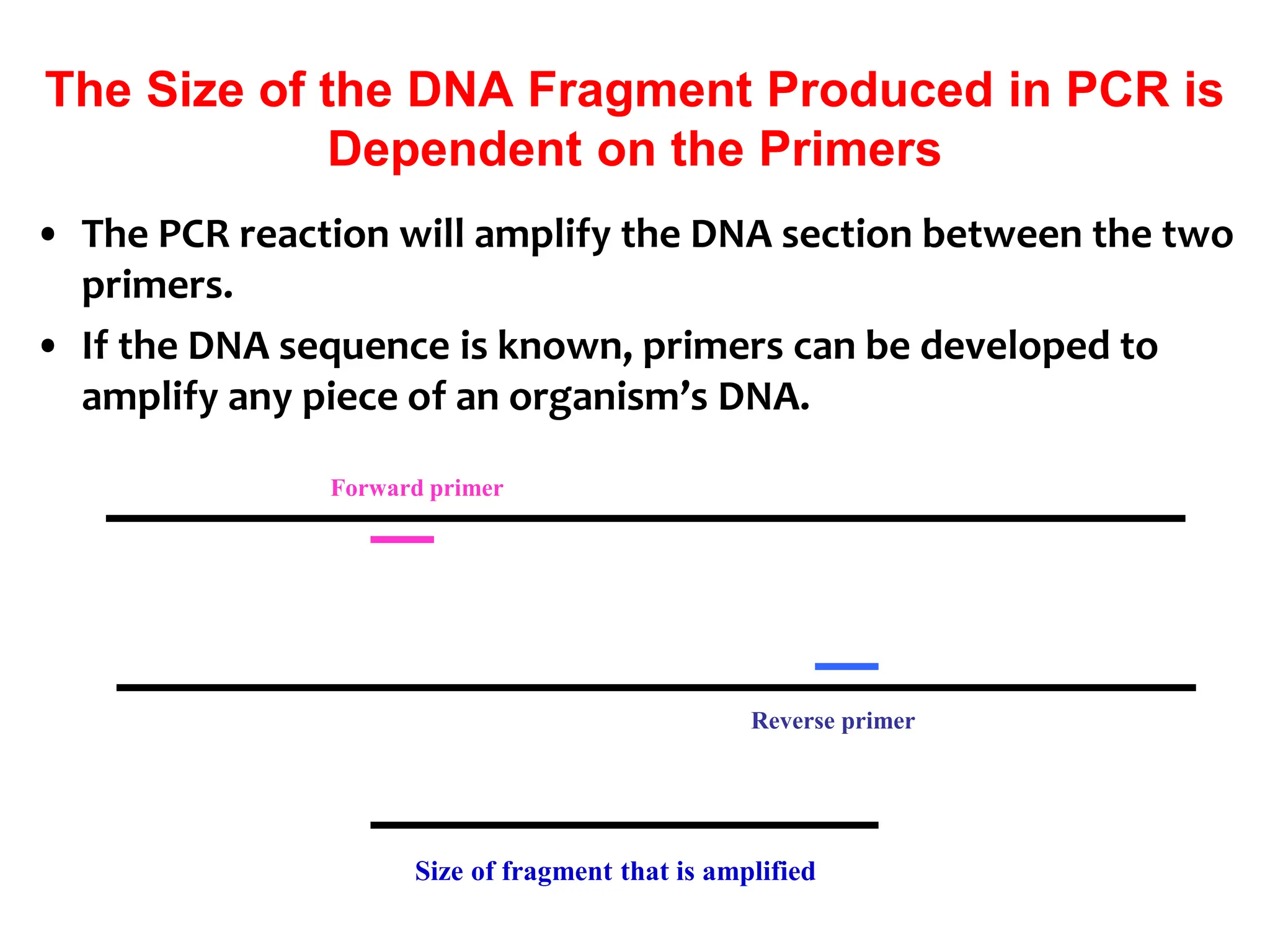 The Size of the DNA Fragment Produced in PCR is
Dependent on the Primers
• The PCR reaction will amplify the DNA section between the two
primers.
• If the DNA sequence is known, primers can be developed to
amplify any piece of an organism’s DNA.
Forward primer
Reverse primer
Size of fragment that is amplified
 
