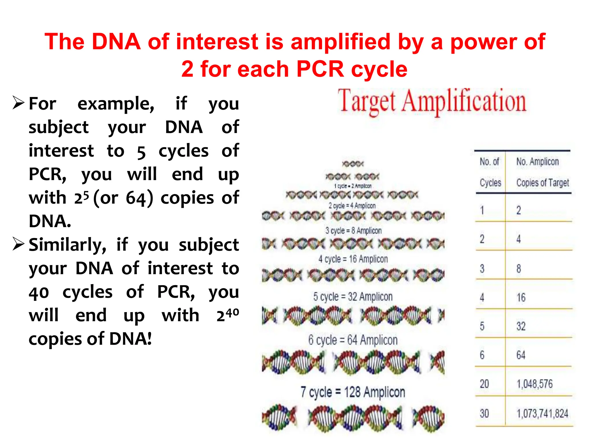 The DNA of interest is amplified by a power of
2 for each PCR cycle
For example, if you
subject your DNA of
interest to 5 cycles of
PCR, you will end up
with 25 (or 64) copies of
DNA.
Similarly, if you subject
your DNA of interest to
40 cycles of PCR, you
will end up with 240
copies of DNA!
 