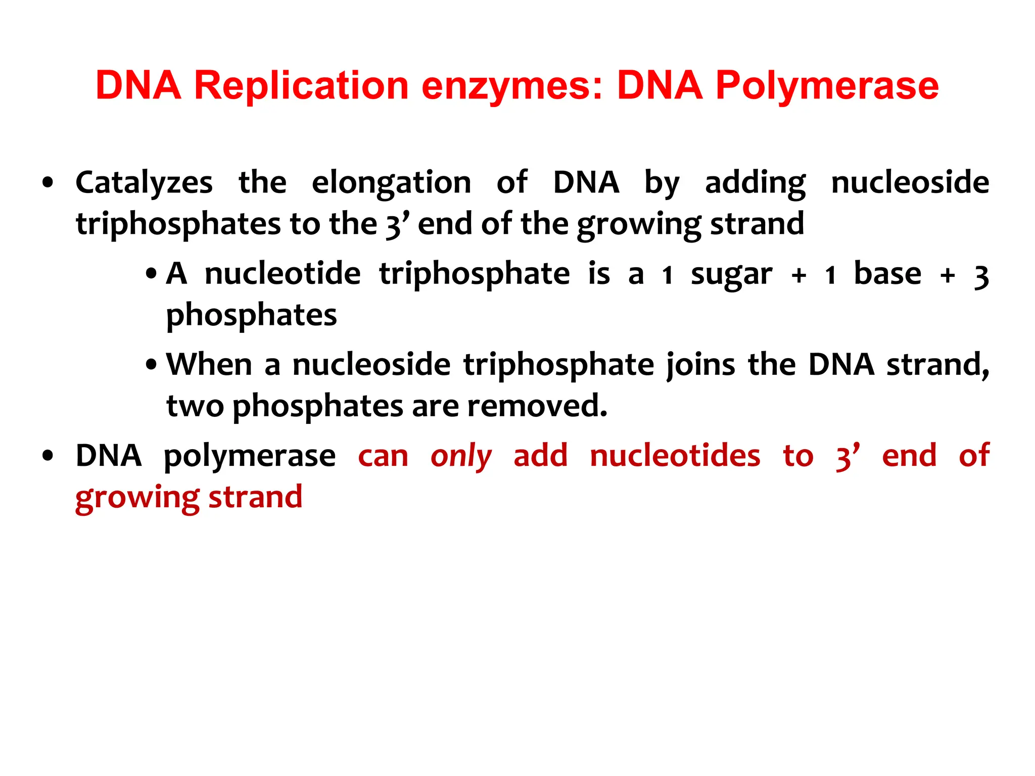 DNA Replication enzymes: DNA Polymerase
• Catalyzes the elongation of DNA by adding nucleoside
triphosphates to the 3’ end of the growing strand
•A nucleotide triphosphate is a 1 sugar + 1 base + 3
phosphates
•When a nucleoside triphosphate joins the DNA strand,
two phosphates are removed.
• DNA polymerase can only add nucleotides to 3’ end of
growing strand
 