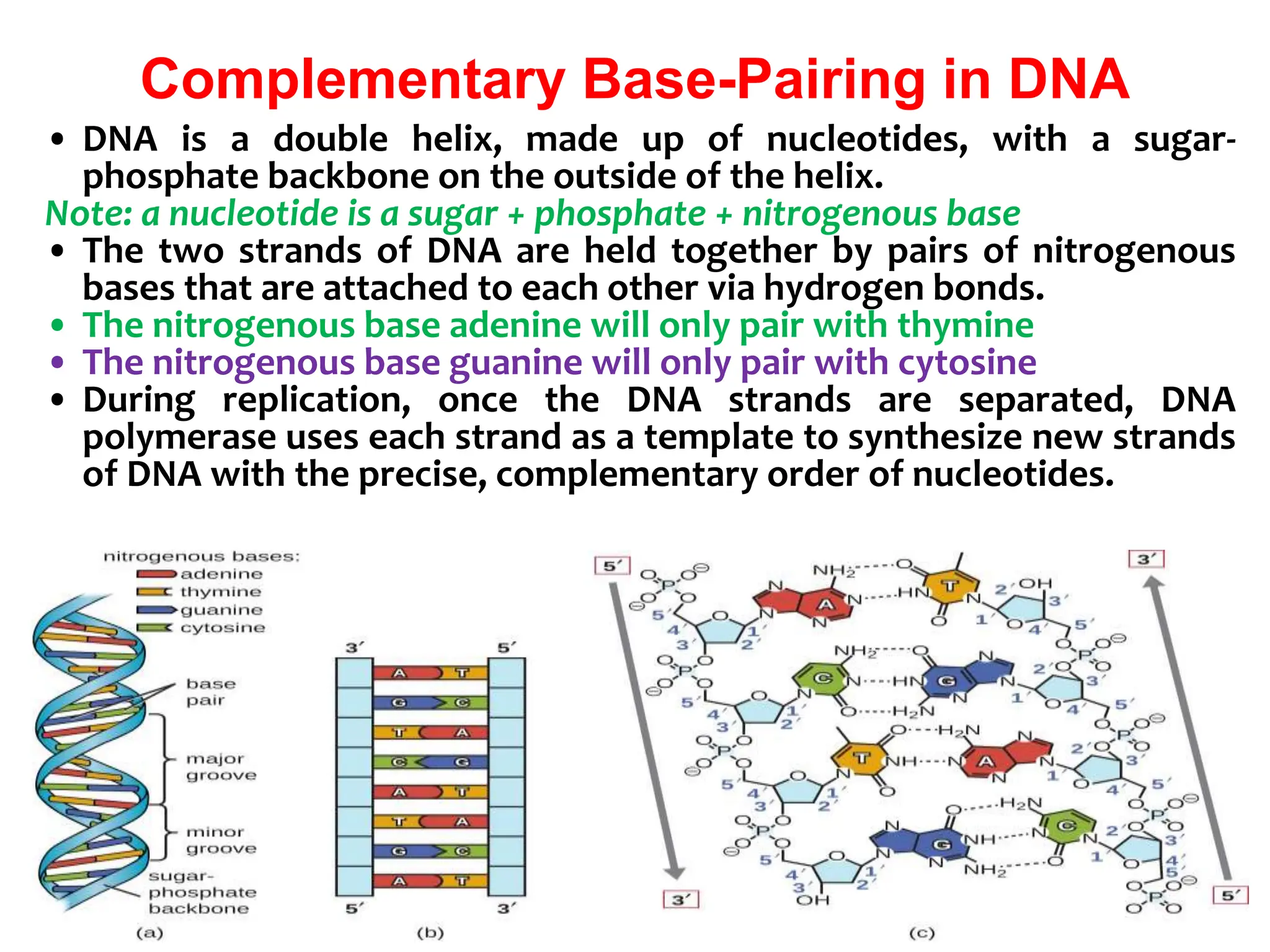 Complementary Base-Pairing in DNA
• DNA is a double helix, made up of nucleotides, with a sugar-
phosphate backbone on the outside of the helix.
Note: a nucleotide is a sugar + phosphate + nitrogenous base
• The two strands of DNA are held together by pairs of nitrogenous
bases that are attached to each other via hydrogen bonds.
• The nitrogenous base adenine will only pair with thymine
• The nitrogenous base guanine will only pair with cytosine
• During replication, once the DNA strands are separated, DNA
polymerase uses each strand as a template to synthesize new strands
of DNA with the precise, complementary order of nucleotides.
 