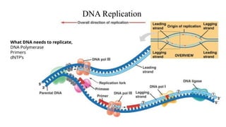 Replicate Dna Pcr Polymerase Chain Reaction(PCR) and Its applications | PPTX