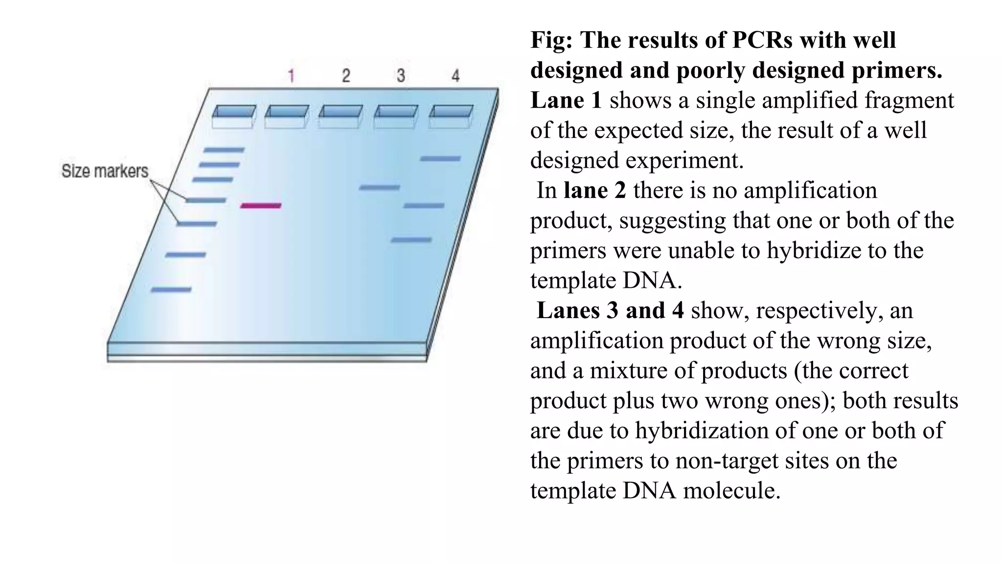 Fig: The results of PCRs with well
designed and poorly designed primers.
Lane 1 shows a single amplified fragment
of the expected size, the result of a well
designed experiment.
In lane 2 there is no amplification
product, suggesting that one or both of the
primers were unable to hybridize to the
template DNA.
Lanes 3 and 4 show, respectively, an
amplification product of the wrong size,
and a mixture of products (the correct
product plus two wrong ones); both results
are due to hybridization of one or both of
the primers to non-target sites on the
template DNA molecule.
 