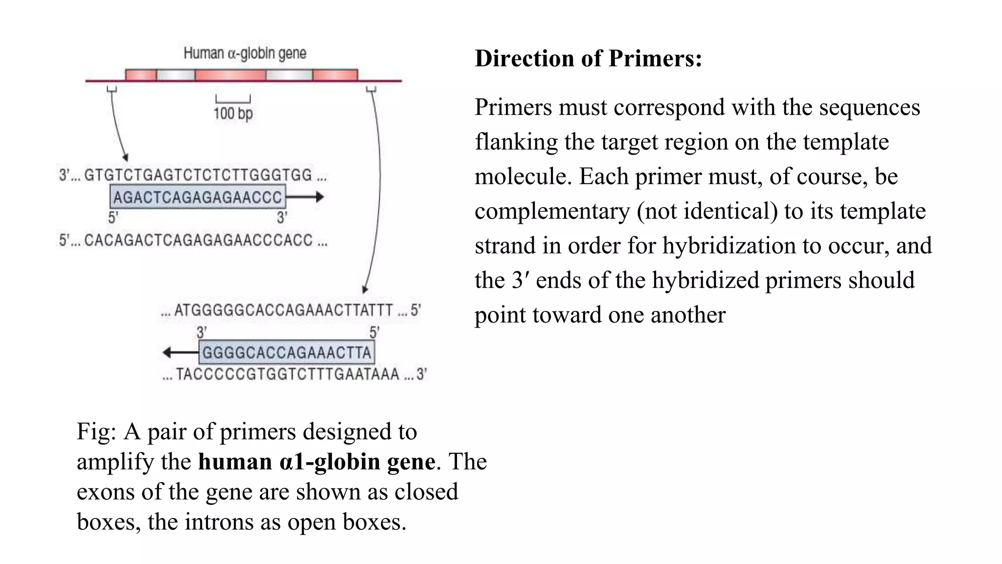 Direction of Primers:
Primers must correspond with the sequences
flanking the target region on the template
molecule. Each primer must, of course, be
complementary (not identical) to its template
strand in order for hybridization to occur, and
the 3′ ends of the hybridized primers should
point toward one another
Fig: A pair of primers designed to
amplify the human α1-globin gene. The
exons of the gene are shown as closed
boxes, the introns as open boxes.
 