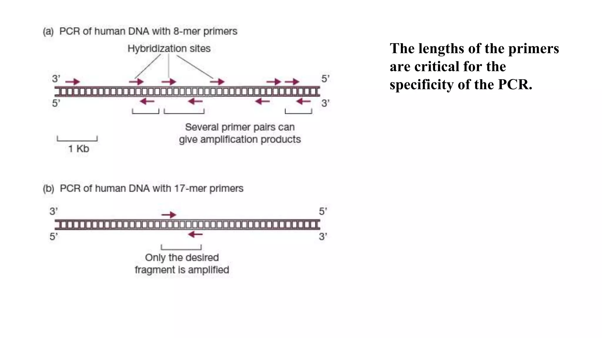 The lengths of the primers
are critical for the
specificity of the PCR.
 