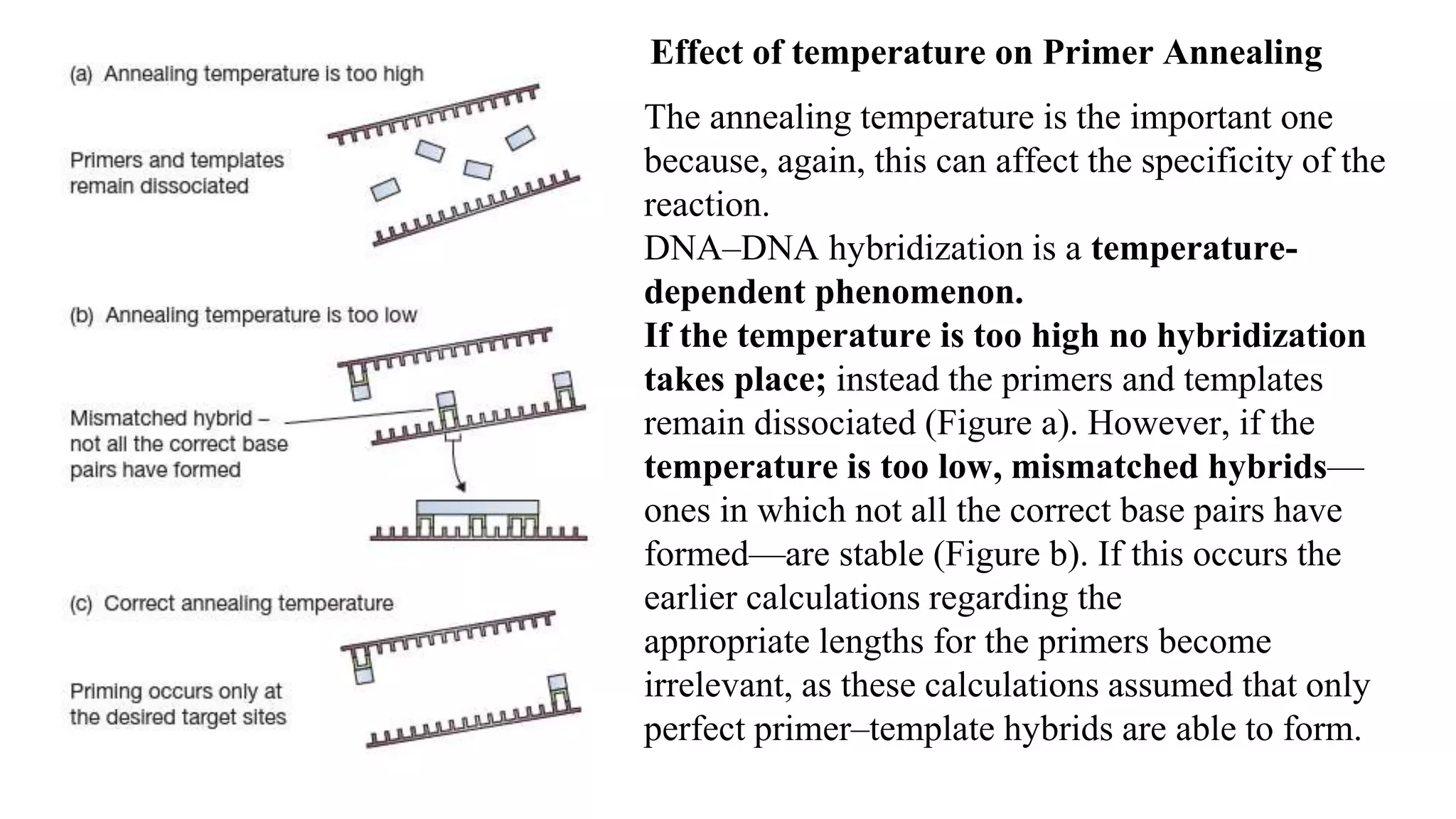 Effect of temperature on Primer Annealing
The annealing temperature is the important one
because, again, this can affect the specificity of the
reaction.
DNA–DNA hybridization is a temperature-
dependent phenomenon.
If the temperature is too high no hybridization
takes place; instead the primers and templates
remain dissociated (Figure a). However, if the
temperature is too low, mismatched hybrids—
ones in which not all the correct base pairs have
formed—are stable (Figure b). If this occurs the
earlier calculations regarding the
appropriate lengths for the primers become
irrelevant, as these calculations assumed that only
perfect primer–template hybrids are able to form.
 