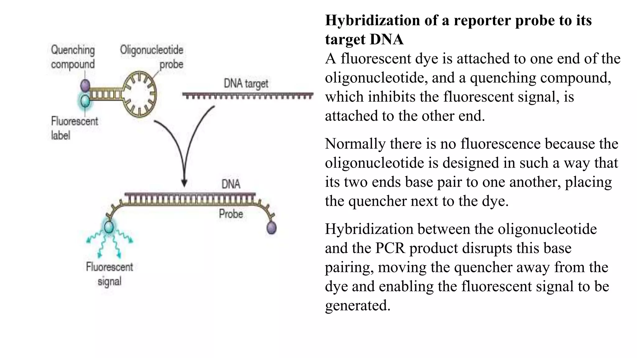 Hybridization of a reporter probe to its
target DNA
A fluorescent dye is attached to one end of the
oligonucleotide, and a quenching compound,
which inhibits the fluorescent signal, is
attached to the other end.
Normally there is no fluorescence because the
oligonucleotide is designed in such a way that
its two ends base pair to one another, placing
the quencher next to the dye.
Hybridization between the oligonucleotide
and the PCR product disrupts this base
pairing, moving the quencher away from the
dye and enabling the fluorescent signal to be
generated.
 