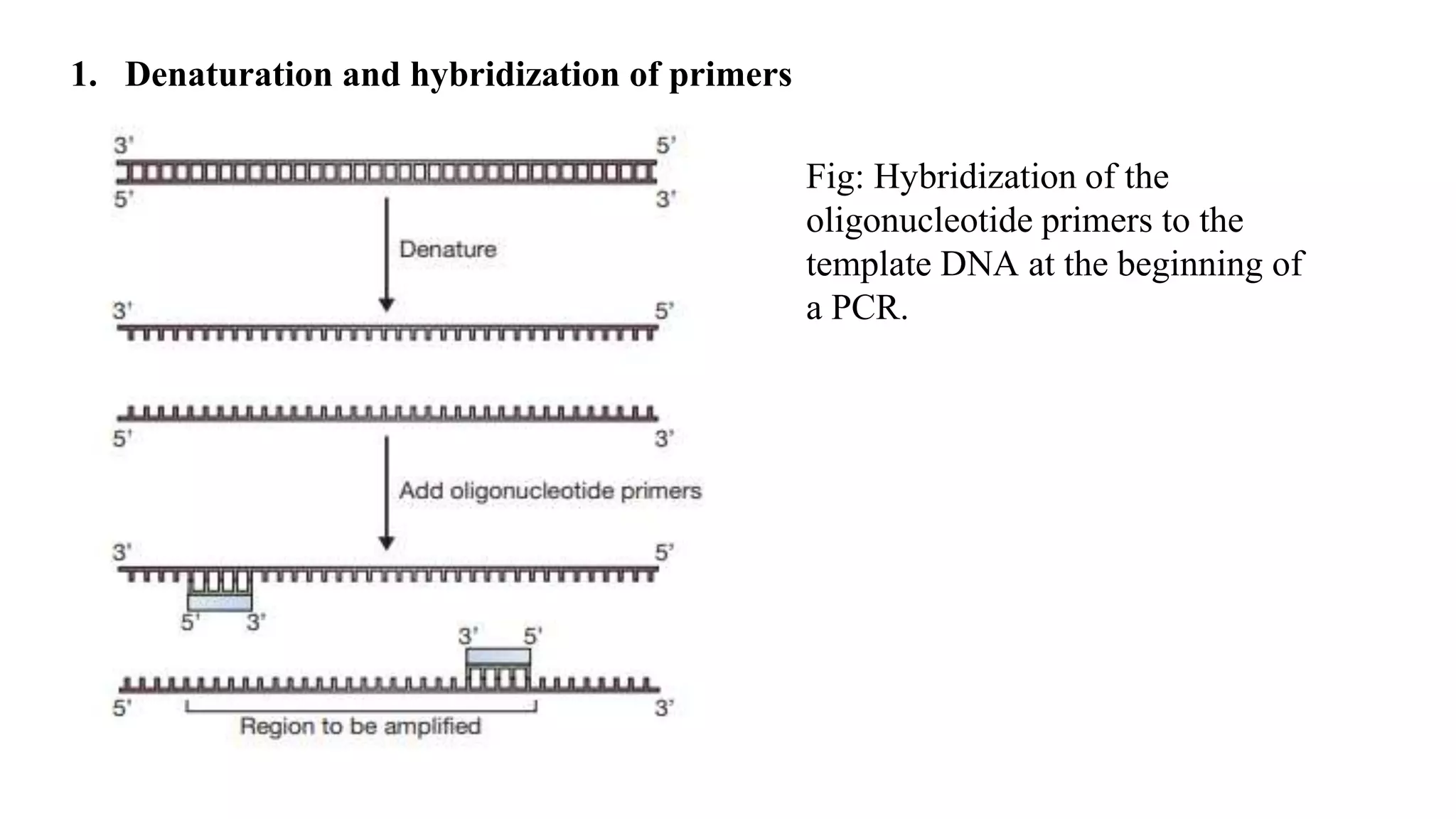 Fig: Hybridization of the
oligonucleotide primers to the
template DNA at the beginning of
a PCR.
1. Denaturation and hybridization of primers
 