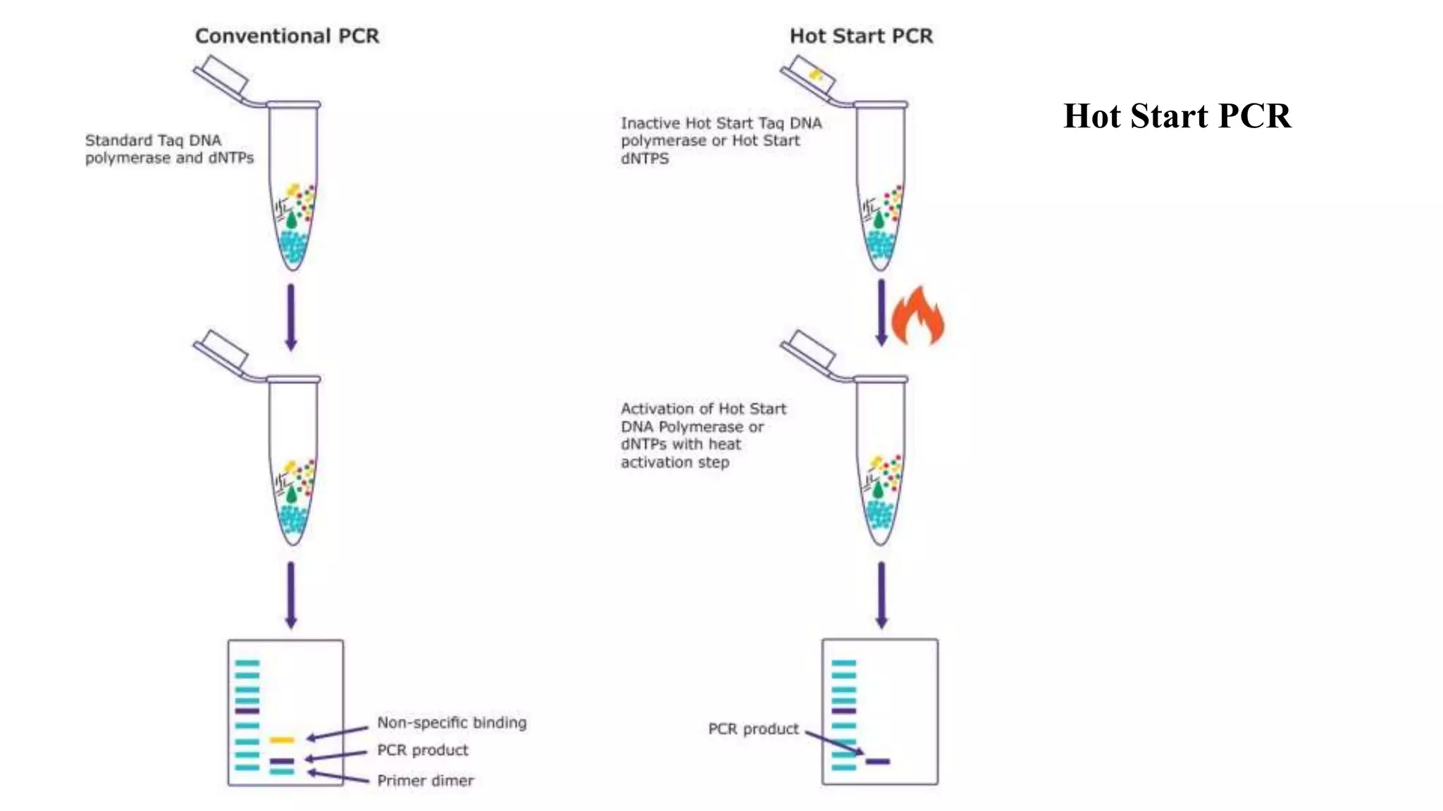 Hot Start PCR
 