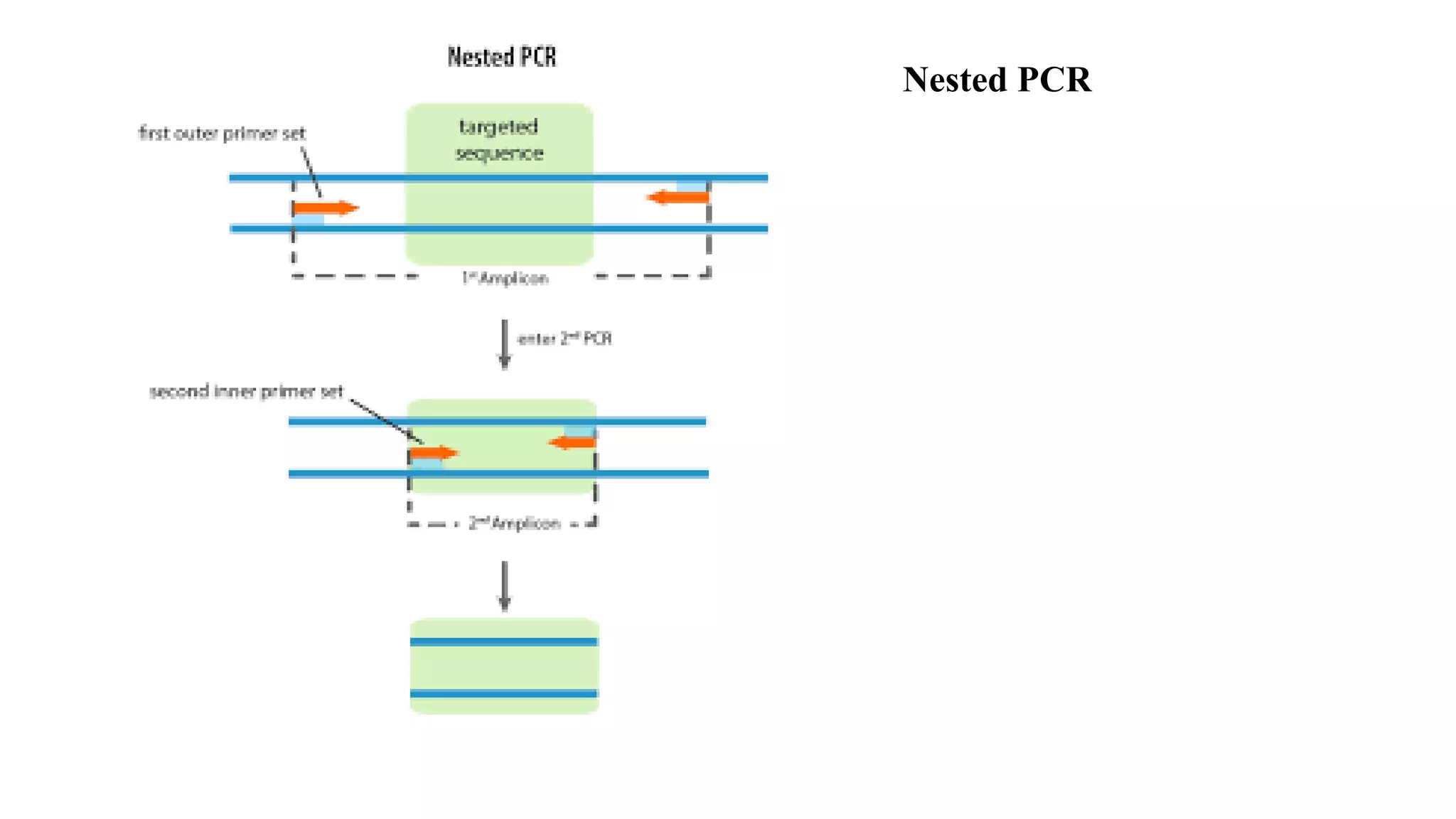 Nested PCR
 