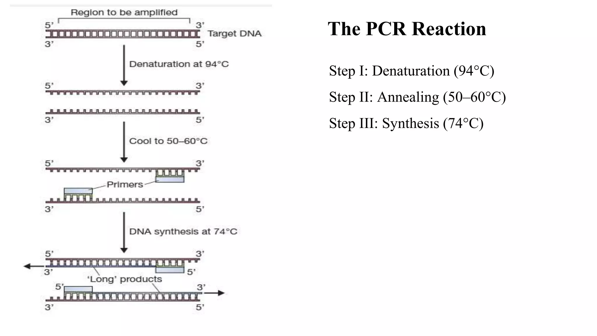 The PCR Reaction
Step I: Denaturation (94°C)
Step II: Annealing (50–60°C)
Step III: Synthesis (74°C)
 