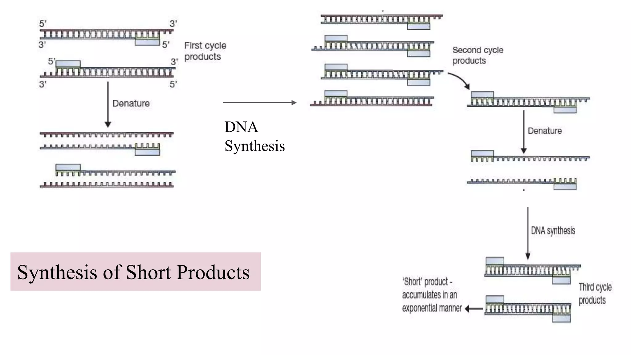 DNA
Synthesis
Synthesis of Short Products
 