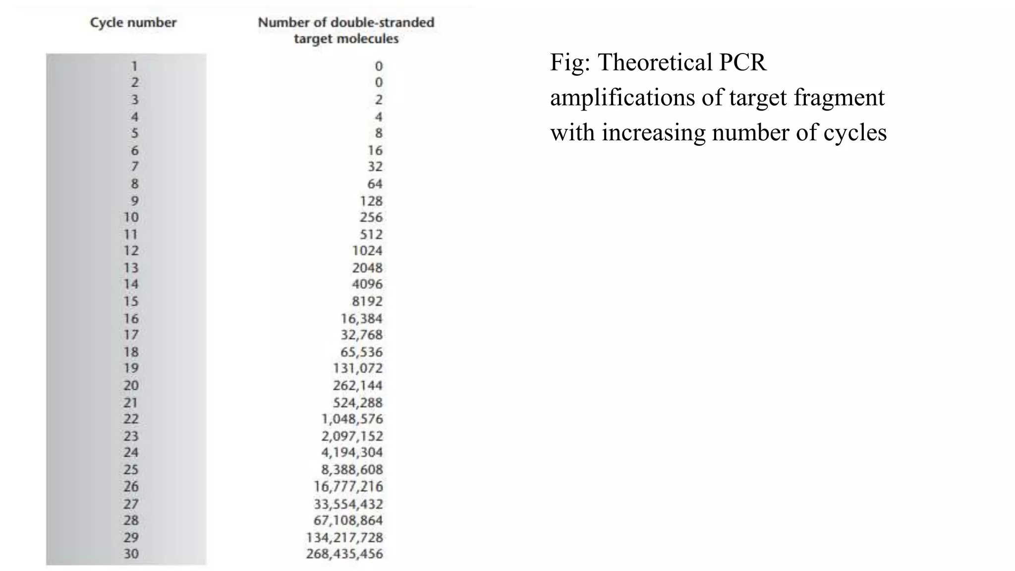 Fig: Theoretical PCR
amplifications of target fragment
with increasing number of cycles
 
