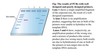 Fig: The results of PCRs with well
designed and poorly designed primers.
Lane 1 shows a single amplified fragment
of the expected size, the result of a well
designed experiment.
In lane 2 there is no amplification
product, suggesting that one or both of the
primers were unable to hybridize to the
template DNA.
Lanes 3 and 4 show, respectively, an
amplification product of the wrong size,
and a mixture of products (the correct
product plus two wrong ones); both results
are due to hybridization of one or both of
the primers to non-target sites on the
template DNA molecule.
 
