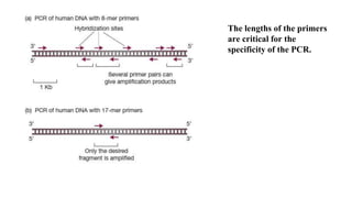 The lengths of the primers
are critical for the
specificity of the PCR.
 