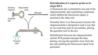 Hybridization of a reporter probe to its
target DNA
A fluorescent dye is attached to one end of the
oligonucleotide, and a quenching compound,
which inhibits the fluorescent signal, is
attached to the other end.
Normally there is no fluorescence because the
oligonucleotide is designed in such a way that
its two ends base pair to one another, placing
the quencher next to the dye.
Hybridization between the oligonucleotide
and the PCR product disrupts this base
pairing, moving the quencher away from the
dye and enabling the fluorescent signal to be
generated.
 