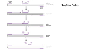 Taq Man Probes
 