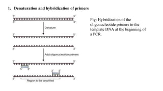Fig: Hybridization of the
oligonucleotide primers to the
template DNA at the beginning of
a PCR.
1. Denaturation and hybridization of primers
 