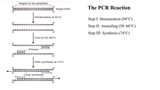 The PCR Reaction
Step I: Denaturation (94°C)
Step II: Annealing (50–60°C)
Step III: Synthesis (74°C)
 