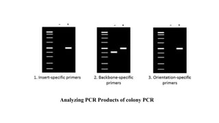 Analyzing PCR Products of colony PCR
 