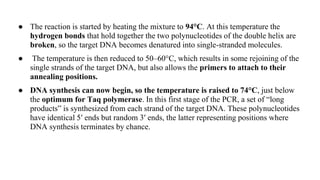 ● The reaction is started by heating the mixture to 94°C. At this temperature the
hydrogen bonds that hold together the two polynucleotides of the double helix are
broken, so the target DNA becomes denatured into single-stranded molecules.
● The temperature is then reduced to 50–60°C, which results in some rejoining of the
single strands of the target DNA, but also allows the primers to attach to their
annealing positions.
● DNA synthesis can now begin, so the temperature is raised to 74°C, just below
the optimum for Taq polymerase. In this first stage of the PCR, a set of “long
products” is synthesized from each strand of the target DNA. These polynucleotides
have identical 5′ ends but random 3′ ends, the latter representing positions where
DNA synthesis terminates by chance.
 