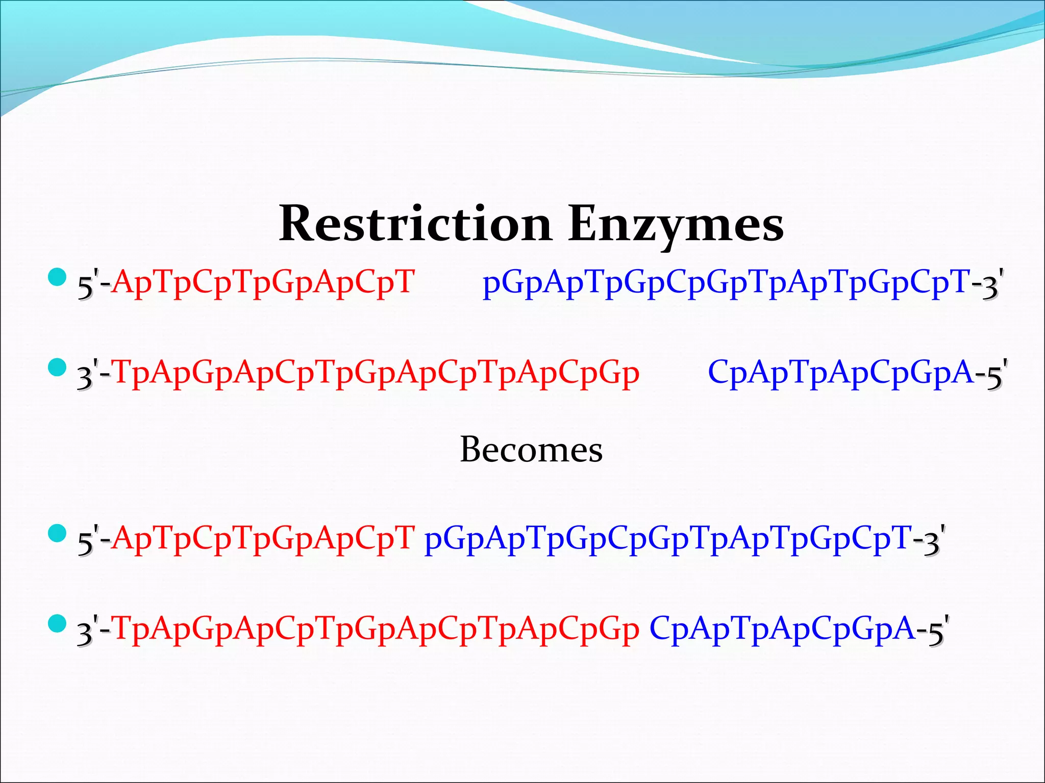 Restriction Enzymes
5'-5'-ApTpCpTpGpApCpT pGpApTpGpCpGpTpApTpGpCpT-3'-3'
3'-3'-TpApGpApCpTpGpApCpTpApCpGp CpApTpApCpGpA-5'-5'
Becomes
5'-5'-ApTpCpTpGpApCpT pGpApTpGpCpGpTpApTpGpCpT-3'-3'
3'-3'-TpApGpApCpTpGpApCpTpApCpGp CpApTpApCpGpA-5'-5'
 