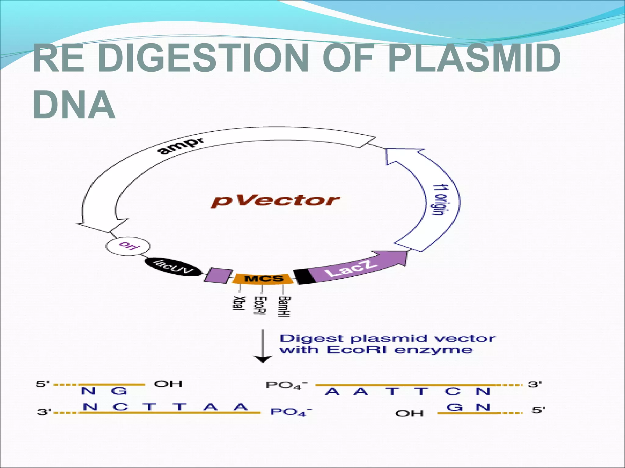 RE DIGESTION OF PLASMID
DNA
 
