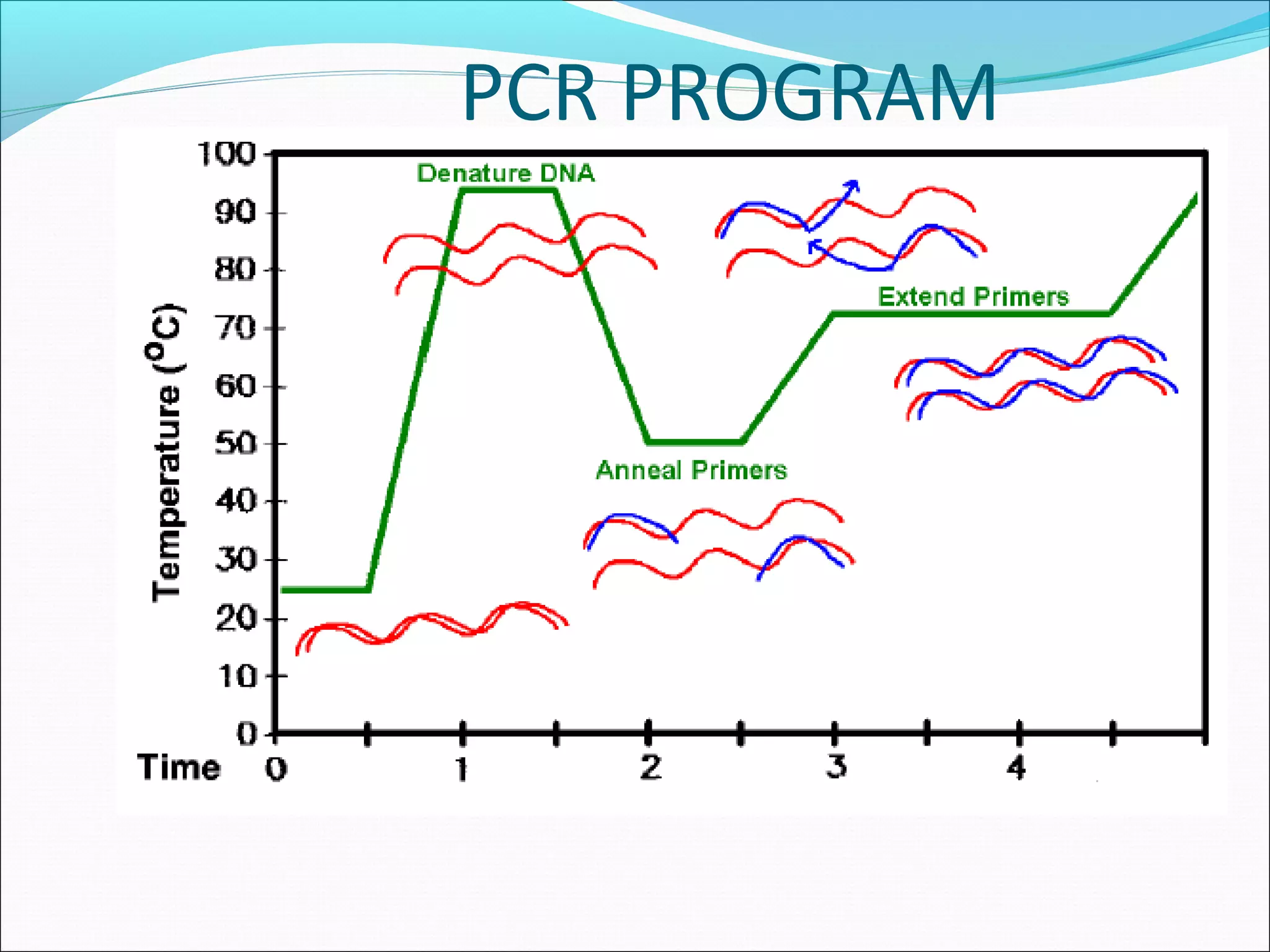 PCR PROGRAM
 