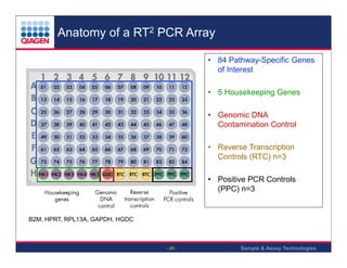 Anatomy of a RT2 PCR Array
• 84 Pathway-Specific Genes
of Interest
• 5 Housekeeping Genes
• Genomic DNA
Contamination Control
• Reverse Transcription
Controls (RTC) n=3
• Positive PCR Controls
(PPC) n=3

B2M, HPRT, RPL13A, GAPDH, HGDC

- 20 -

Sample & Assay Technologies

 