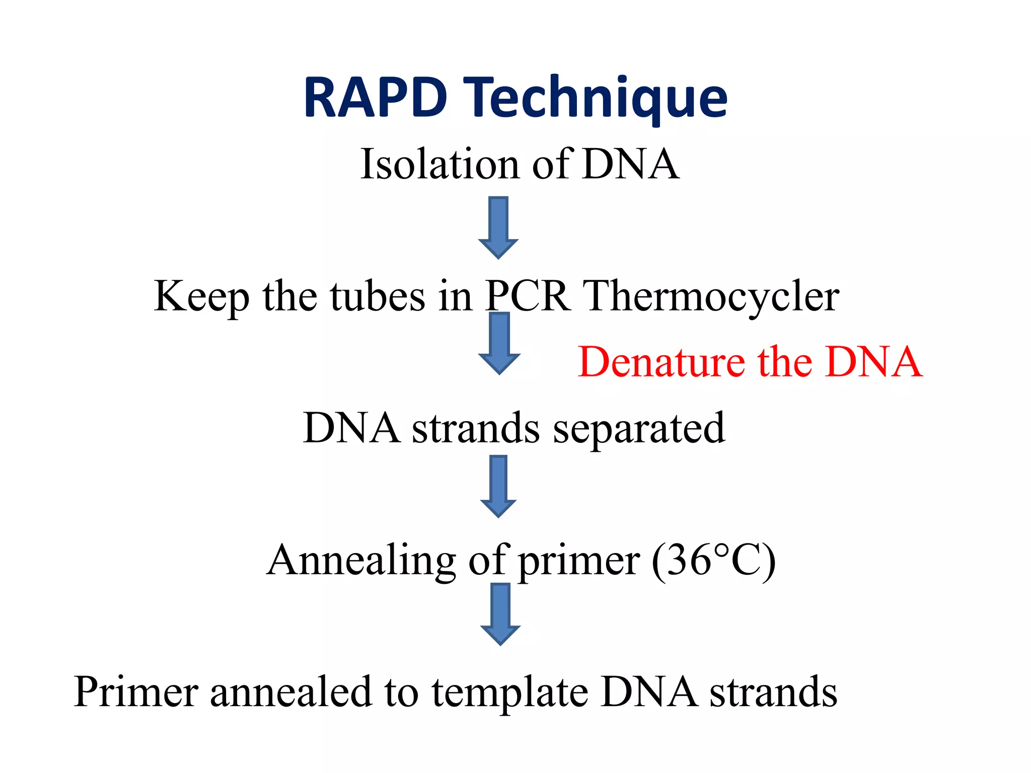 RAPD Technique
Isolation of DNA
Keep the tubes in PCR Thermocycler
Denature the DNA
DNA strands separated
Annealing of primer (36°C)
Primer annealed to template DNA strands
 