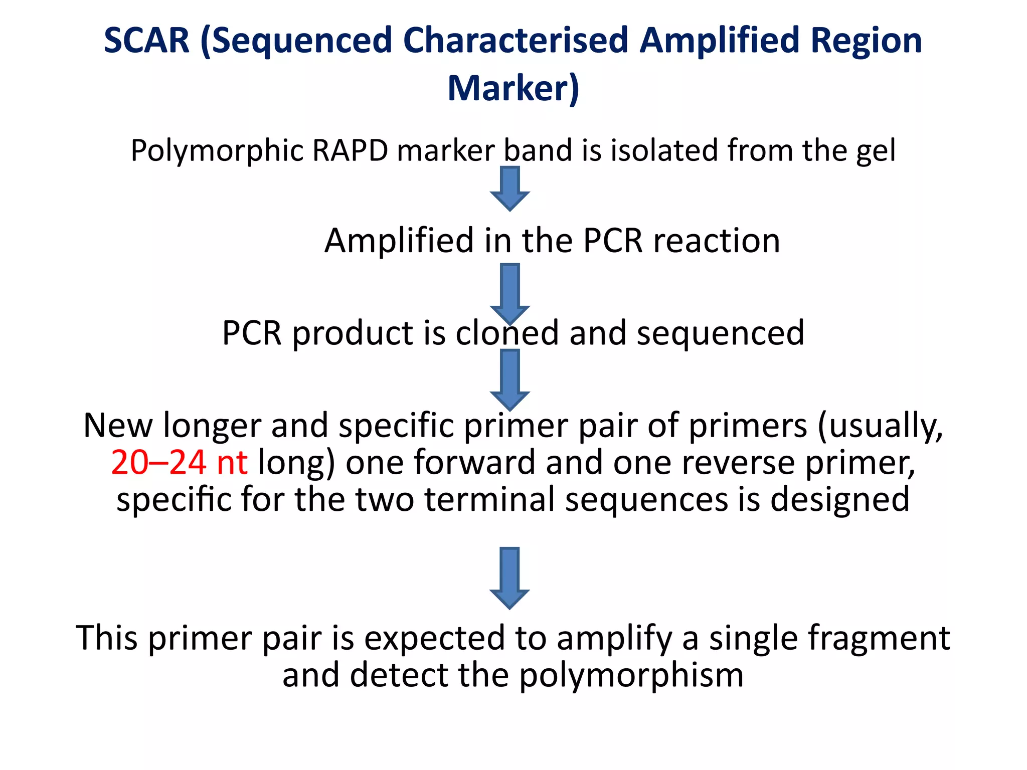 SCAR (Sequenced Characterised Amplified Region
Marker)
Polymorphic RAPD marker band is isolated from the gel
Amplified in the PCR reaction
PCR product is cloned and sequenced
New longer and specific primer pair of primers (usually,
20–24 nt long) one forward and one reverse primer,
speciﬁc for the two terminal sequences is designed
This primer pair is expected to amplify a single fragment
and detect the polymorphism
 