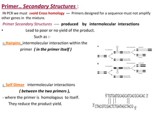 Primer.. Secondary Structures :
IN PCR we must avoid Cross homology --- Primers designed for a sequence must not amplify
other genes in the mixture.
Primer Secondary Structures ---- produced by intermolecular interactions
• Lead to poor or no yield of the product.
Such as :-
– Hairpins intermolecular interaction within the
primer ( in the primer itself )
- Self Dimer intermolecular interactions
( between the two primers ),
- where the primer is homologous to itself.
They reduce the product yield.
 