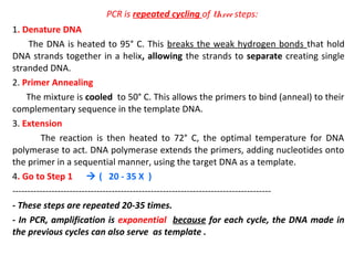 PCR is repeated cycling of three steps:
1. Denature DNA
The DNA is heated to 95° C. This breaks the weak hydrogen bonds that hold
DNA strands together in a helix, allowing the strands to separate creating single
stranded DNA.
2. Primer Annealing
The mixture is cooled to 50° C. This allows the primers to bind (anneal) to their
complementary sequence in the template DNA.
3. Extension
The reaction is then heated to 72° C, the optimal temperature for DNA
polymerase to act. DNA polymerase extends the primers, adding nucleotides onto
the primer in a sequential manner, using the target DNA as a template.
4. Go to Step 1  ( 20 - 35 X )
--------------------------------------------------------------------------------------
- These steps are repeated 20-35 times.
- In PCR, amplification is exponential because for each cycle, the DNA made in
the previous cycles can also serve as template .
 