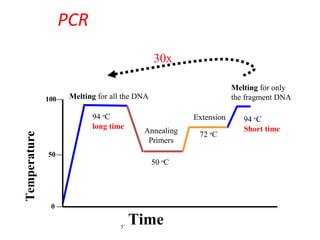 PCR
Melting for all the DNA
94 o
C
long time
Melting for only
the fragment DNA
94 o
C
Short timeAnnealing
Primers
50 o
C
Extension
72 o
C
Temperature
100
0
50
Time
30x
5’
 