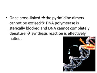 •Once cross-linked the pyrimidine dimers cannot be excised DNA polymerase is sterically blocked and DNA cannot completely denature  synthesis reaction is effectively halted.  