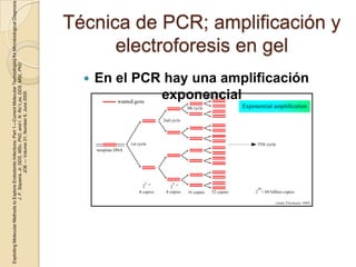Exploiting Molecular Methods to Explore Endodontic Infections: Part 1—Current Molecular Technologies for Microbiological Diagnosis
                               J. F. Siqueira, Jr, DDS, MSc, PhD, and I. N. Roˆc¸as, DDS, MSc, PhD
                                              JOE — Volume 31, Number 6, June 2005




                                                                                                 
                                                                                        exponencial
                                                                                                                       electroforesis en gel
                                                                               En el PCR hay una amplificación
                                                                                                                 Técnica de PCR; amplificación y
 