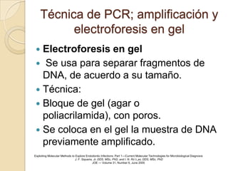 Técnica de PCR; amplificación y
           electroforesis en gel
  Electroforesis en gel
  Se usa para separar fragmentos de
   DNA, de acuerdo a su tamaño.
  Técnica:
  Bloque de gel (agar o
   poliacrilamida), con poros.
  Se coloca en el gel la muestra de DNA
   previamente amplificado.
Exploiting Molecular Methods to Explore Endodontic Infections: Part 1—Current Molecular Technologies for Microbiological Diagnosis
                               J. F. Siqueira, Jr, DDS, MSc, PhD, and I. N. Roˆc¸as, DDS, MSc, PhD
                                              JOE — Volume 31, Number 6, June 2005
 