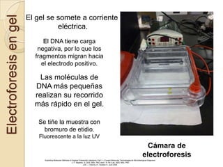 Electroforesis en gel   El gel se somete a corriente
                                  eléctrica.
                              El DNA tiene carga
                           negativa, por lo que los
                          fragmentos migran hacia
                             el electrodo positivo.

                            Las moléculas de
                          DNA más pequeñas
                          realizan su recorrido
                          más rápido en el gel.

                           Se tiñe la muestra con
                             bromuro de etidio.
                            Fluorescente a la luz UV
                                                                                                                                                  Cámara de
                                                                                                                                                electroforesis
                              Exploiting Molecular Methods to Explore Endodontic Infections: Part 1—Current Molecular Technologies for Microbiological Diagnosis
                                                              J. F. Siqueira, Jr, DDS, MSc, PhD, and I. N. Roˆc¸as, DDS, MSc, PhD
                                                                             JOE — Volume 31, Number 6, June 2005
 