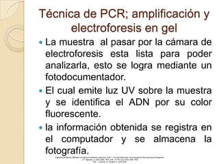 Técnica de PCR; amplificación y
      electroforesis en gel
 La muestra al pasar por la cámara de
  electroforesis esta lista para poder
  analizarla, esto se logra mediante un
  fotodocumentador.
 El cual emite luz UV sobre la muestra
  y se identifica el ADN por su color
  fluorescente.
 la información obtenida se registra en
  el computador y se almacena la
  fotografía.
    Exploiting Molecular Methods to Explore Endodontic Infections: Part 1—Current Molecular Technologies for Microbiological Diagnosis
                                    J. F. Siqueira, Jr, DDS, MSc, PhD, and I. N. Roˆc¸as, DDS, MSc, PhD
                                                   JOE — Volume 31, Number 6, June 2005
 
