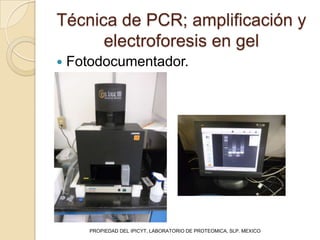 Técnica de PCR; amplificación y
      electroforesis en gel
   Fotodocumentador.




       PROPIEDAD DEL IPICYT, LABORATORIO DE PROTEOMICA, SLP. MEXICO
 