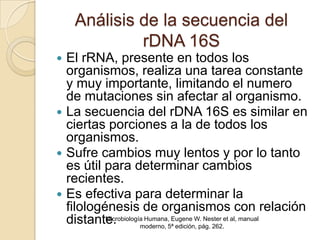 Análisis de la secuencia del
             rDNA 16S
 El rRNA, presente en todos los
  organismos, realiza una tarea constante
  y muy importante, limitando el numero
  de mutaciones sin afectar al organismo.
 La secuencia del rDNA 16S es similar en
  ciertas porciones a la de todos los
  organismos.
 Sufre cambios muy lentos y por lo tanto
  es útil para determinar cambios
  recientes.
 Es efectiva para determinar la
  filologénesis de organismos con relación
  distante.
          Microbiología Humana, Eugene W. Nester et al, manual
                      moderno, 5ª edición, pág. 262.
 