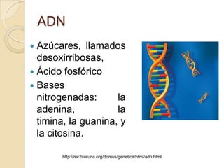 ADN
 Azúcares, llamados
  desoxirribosas,
 Ácido fosfórico
 Bases
  nitrogenadas:      la
  adenina,           la
  timina, la guanina, y
  la citosina.

       http://mc2coruna.org/domus/genetica/html/adn.html
 