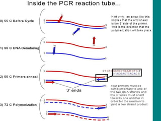 PCR EN TIEMPO REAL (Real-Time PCR) (RT-PCR)   Benjamín Paz Aliaga   UCSM-2004 Mientras la PCR tradicional detecta la amplificación en el punto final de la reacción con RT-PCR se detecta la amplificación mientras ocurre la reacción 