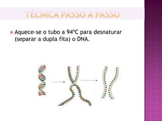  Aquece-se o tubo a 94ºC para desnaturar
 (separar a dupla fita) o DNA.
 