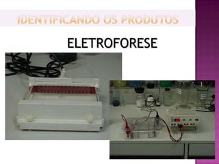 ELETROFORESE
 