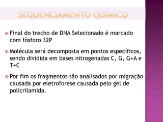  Final
      do trecho de DNA Selecionado é marcado
 com fósforo 32P
 Moléculaserá decomposta em pontos específicos,
 sendo dividida em bases nitrogenadas C, G, G+A e
 T+C
 Porfim os fragmentos são analisados por migração
 causada por eletroforese causada pelo gel de
 policrilamida.
 