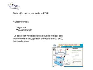 Detección del producto de la PCR
* Electroforésis
**agarosa
**poliacrilamida
La posterior visualización se puede realizar con
bromuro de etidio, gel star (lámpara de luz UV),
tinción de plata.
 